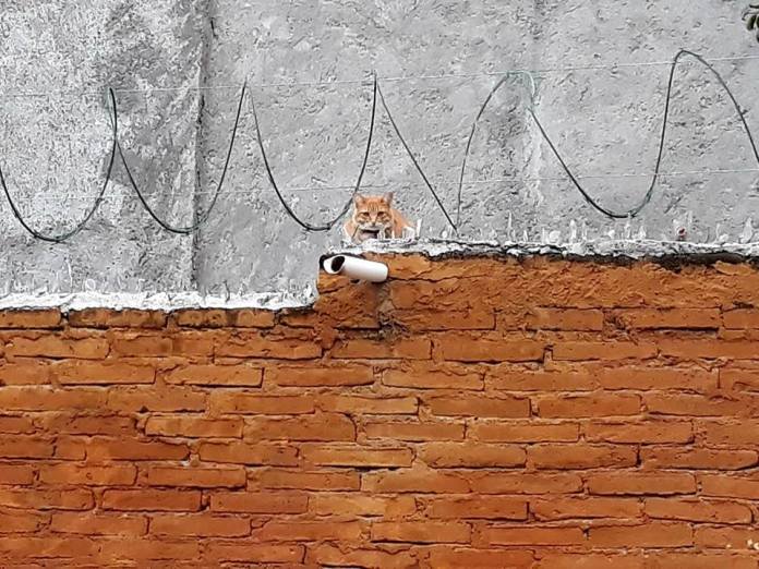 cats-watch-over-fairies