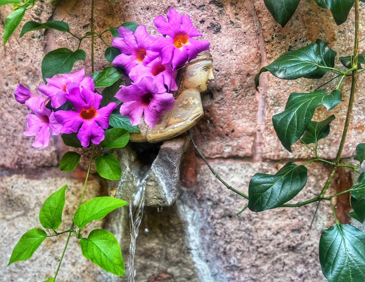 Garden variety Musings, Magic, San Miguel and More